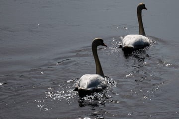 Landkreis warnt: Geflügelpest in Mittelsachsen nachgewiesen