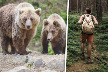 Bären stellen sich Wanderer (50) in den Weg: Reaktion des Mannes ist überragend!