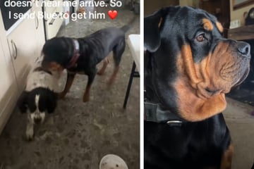 Herrin lässt ihren Rottweiler nach Taubem -Geschwistern suchen: Der Hund reagiert so intelligent