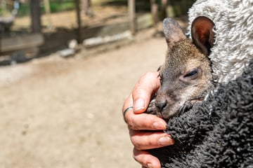 Baby-Känguru Elli wohnt im Pullover: Tierpark-Chefin spielt Ersatz-Mama