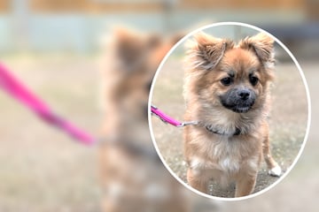 Pekinesen-Mischling nach wenigen Monaten einfach ausgesetzt: Süße Zuri sucht neues Zuhause