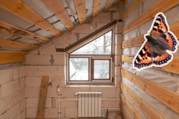 Schmetterling im Winter gefunden? Das kannst Du tun!