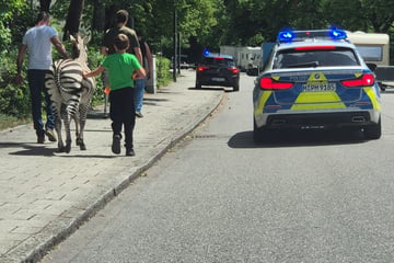 Kurioser Einsatz: Zebras flüchten in München vor Polizei