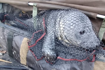 Fischer kann kaum glauben, wen er da aus einem englischen Fluss zieht