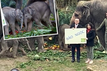 Vom Botschafter getauft: Leipzigs Elefanten-Mädchen ist ein "kostbares Juwel"