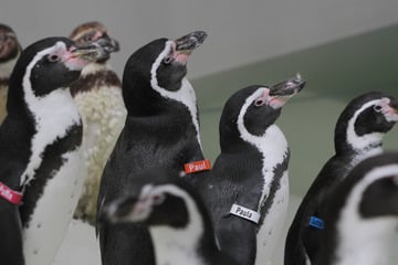 Nach knapp acht Jahren Pause: 40 Pinguine sind zurück im Leipziger Zoo