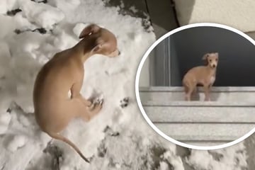 Hund sitzt zum ersten Mal im Schnee: Seine Reaktion ist zuckersüß!