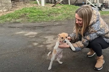 Frau findet Welpen: Doch sie hat sofort einen Verdacht