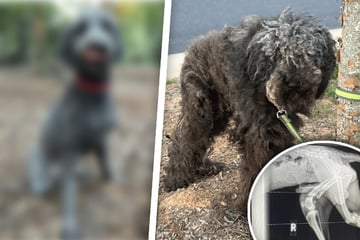 Verwilderter Hund wird an Baum ausgesetzt und verliert ein Bein - doch dann ändert sich sein Leben für immer