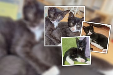 Mit der Flasche aufgezogen! Zuckersüßes Schmuse-Duo sucht gemeinsames Zuhause