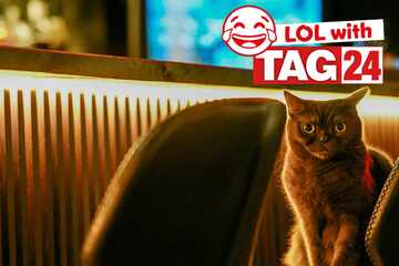 Joke of the Night for October 11, 2025: A cat funny to make you smile on Caturday!