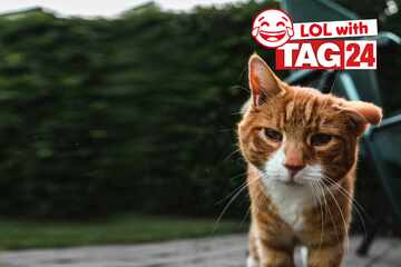 Joke of the Night for June 22, 2024: The best jokes to laugh Caturday away