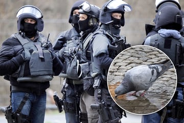 Berlin: Mann schießt auf Taube, dann steht die Polizei mit Großaufgebot vor der Tür