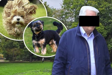 Streit um Hunde eskaliert: Rentner wegen Schlag ins Gesicht vor Gericht