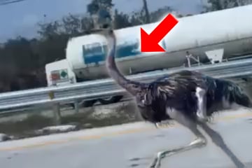 Ungewöhnlicher Straßenteilnehmer sorgt bei Autofahrern für Aufsehen