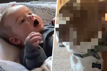 Paar hofft, dass sich Hund übers Baby freut: Doch sein Blick bringt Millionen zum Lachen