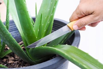 Regelmäßig, ab und zu oder gar nicht - Sollte man seine Aloe vera schneiden?