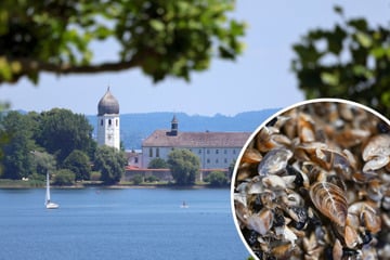 Plage im Chiemsee: Quaggamuschel vermehrt sich rasant