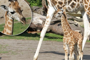 Das sind die fünf besten aus 1700 Vorschlägen: Welchen Namen bekommt Leipzigs neues Giraffenbaby?