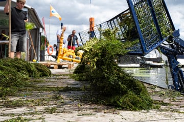 Grün und schnell wachsend: Wasserpest breitet sich in Hessen und Rheinland-Pfalz aus