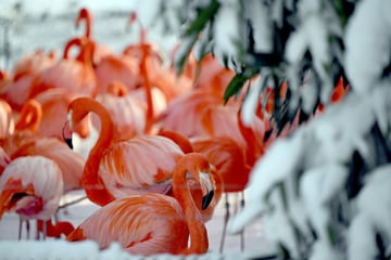 Köln: Gratis ins Tierparadies: Kölner Zoo schenkt Kindern Heiligabend Eintritt
