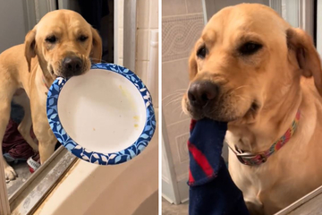 Dog decides her human's bath is the best time for show and tell!