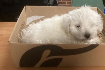 Welpe in kritischem Zustand in Papiertonne gesteckt: Polizei sucht Tierquäler