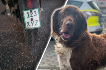 "Blaue Ampeln" und fantasielose Fälscher: 2025 bot in NRW einige Fälle zum Schmunzeln