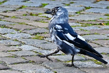Leipzig: Was bist du denn für ein komischer Vogel?
