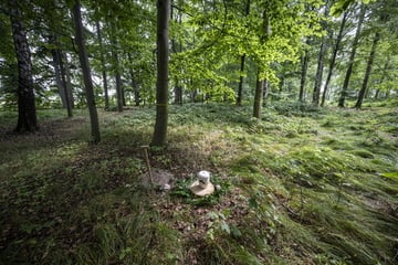 Friedwald statt Friedhof: Die letzte Ruhe unter Bäumen wird immer beliebter