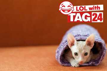 Joke of the Day for October 18, 2025: A cat funny for Caturday