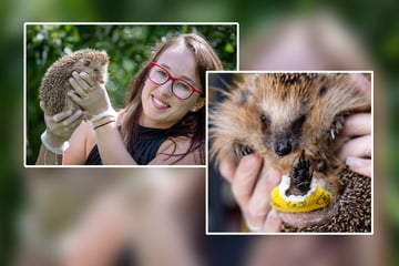 Die Igel-Beschützer "Stachelnasen" Suche ein neues Zuhause