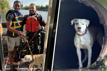 Hilflos und verängstigt: Polizei-Taucher befreit Hund aus Abflussrohr