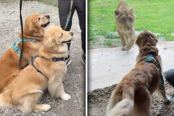 Golden Retriever besuchen Zoo: Was dort passiert, lässt so viele Herzen hüpfen