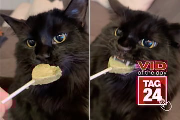 Viral Video of the Day for August 8, 2025: Black cat hilariously claims heart-shaped catnip lollipop