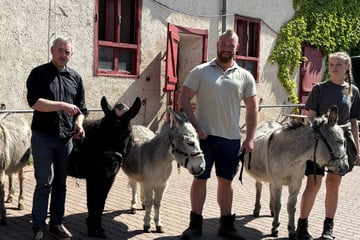 Besitzerin erkrankt: Einstige Wartburg-Esel landen im Thüringer Zoopark!