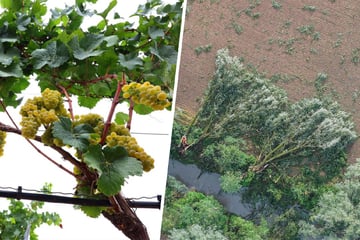 "In fünf Minuten zerstört": Schweres Unwetter vernichtet Ernte von Landwirten und Winzern
