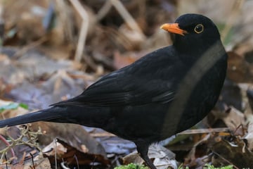 Knallerei gefährdet die Vogelbrut: Naturschützer fordern Verbot von Feuerwerken bis August