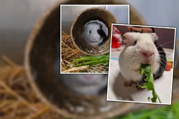 Kleiner Kämpfer, großes Herz: Nach einer Operation hofft Merlin auf eine zweite Chance