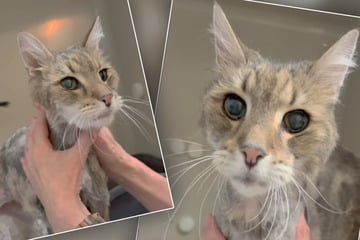 Kater Charlie lebt mit Obdachloser in verwahrlostem Hotelzimmer, dann wird er eiskalt zurückgelassen
