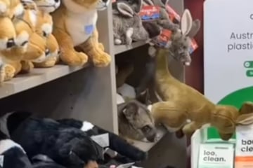 Flugreisende trauen ihren Augen nicht, als sie sehen, was in diesem Duty-Free-Laden hockt