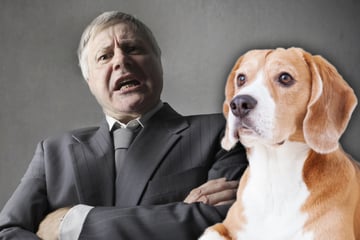 Hundehaltung in Mietwohnung: Dürfen Vermieter Hunde verbieten?