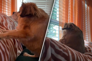 Hund mit seltener Krankheit klettert Sofa hoch: Was er dann macht, sorgt für Schmunzler