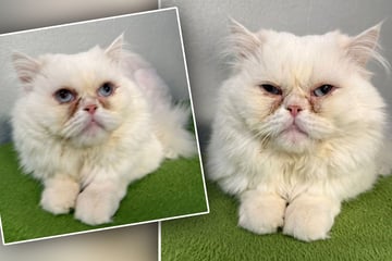 Tierretter müssen Perserkater Rücken rasieren: "Lieb, aber nicht sehr selbstbewusst"