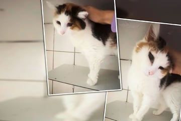 Herzlos entsorgt: Katzen-Omi Emily wünscht sich noch einmal ein Zuhause