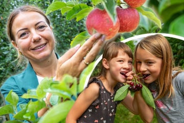 Kirschen, Pflaumen und Äpfel ganz ohne Beilage: Warum wir kaum Maden in unserem Obst finden