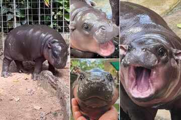 Baby hippopotamus is the viral star of the zoo, but is abuse afoot?