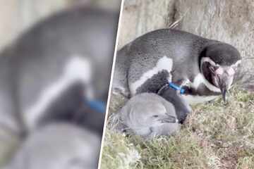 So süß! Gleich zehn Pinguin-Babys im Dresdner Zoo