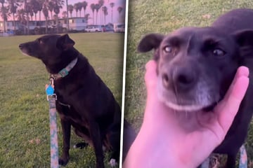 Hund hört Leute Spanisch sprechen: Seine Reaktion verrät Frauchen überraschendes Geheimnis
