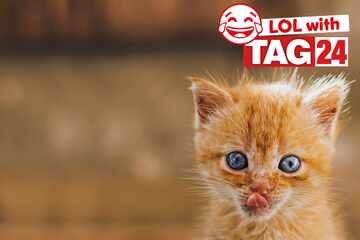 Joke of the Night for March 7, 2026: A cat funny for Caturday!